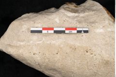 Foto (Detailansicht) von Credneria denticulata Zenk. (NHMW-GEO-2024-0188-10599)
